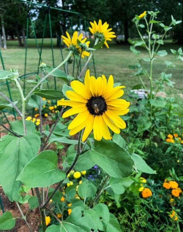 Aol – bee photos-3 Sunflower-bee-pollinator-friendly-plants-garden-flower-bee-conservation