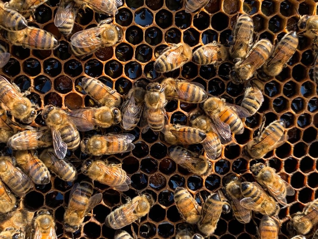 Aol – bee photos-4 A group of bees on a honeycomb